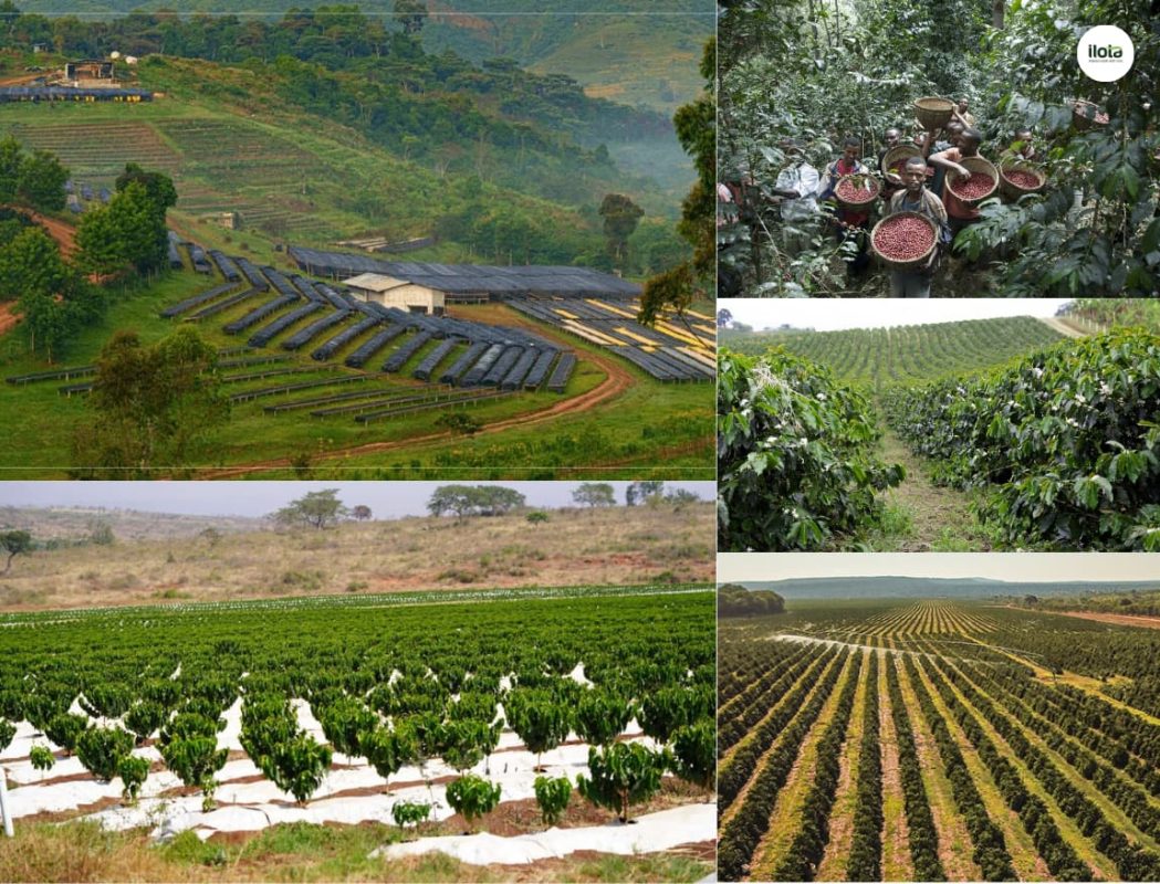 mo-hinh-trong-ca-phe-xen-rung-forest-coffee-ethiopia