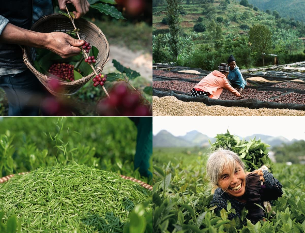 Bản sắc cà phê và trà