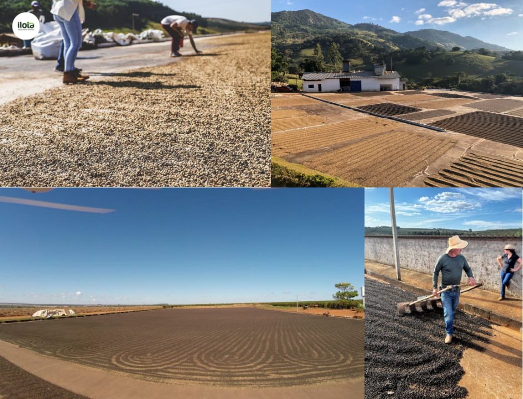 phuong-phap-pulped-natural-cach-brazil-lach-luat