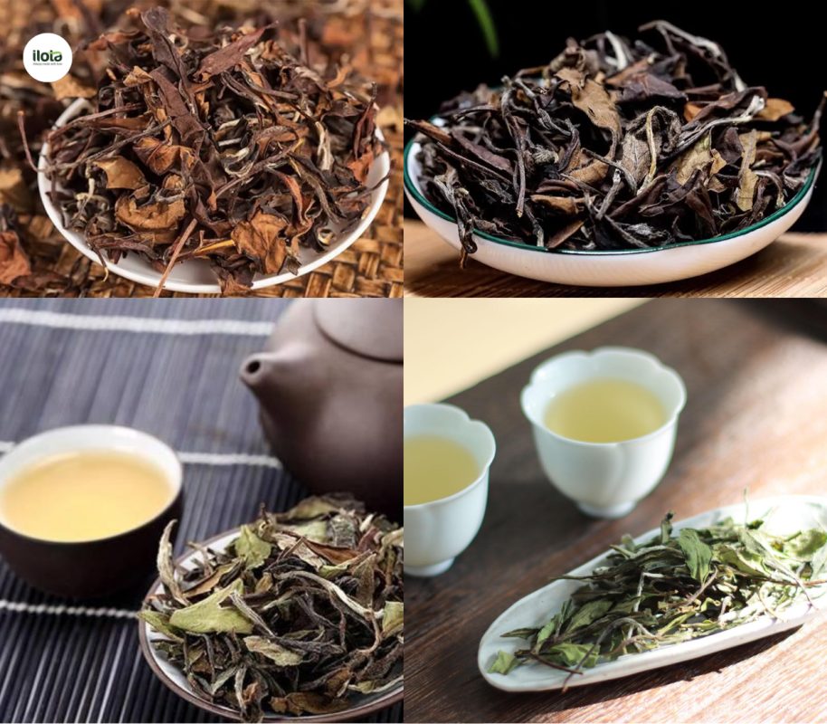 luc-dai-tra-6-he-tra-co-ban-dinh-hinh-the-gioi-tra