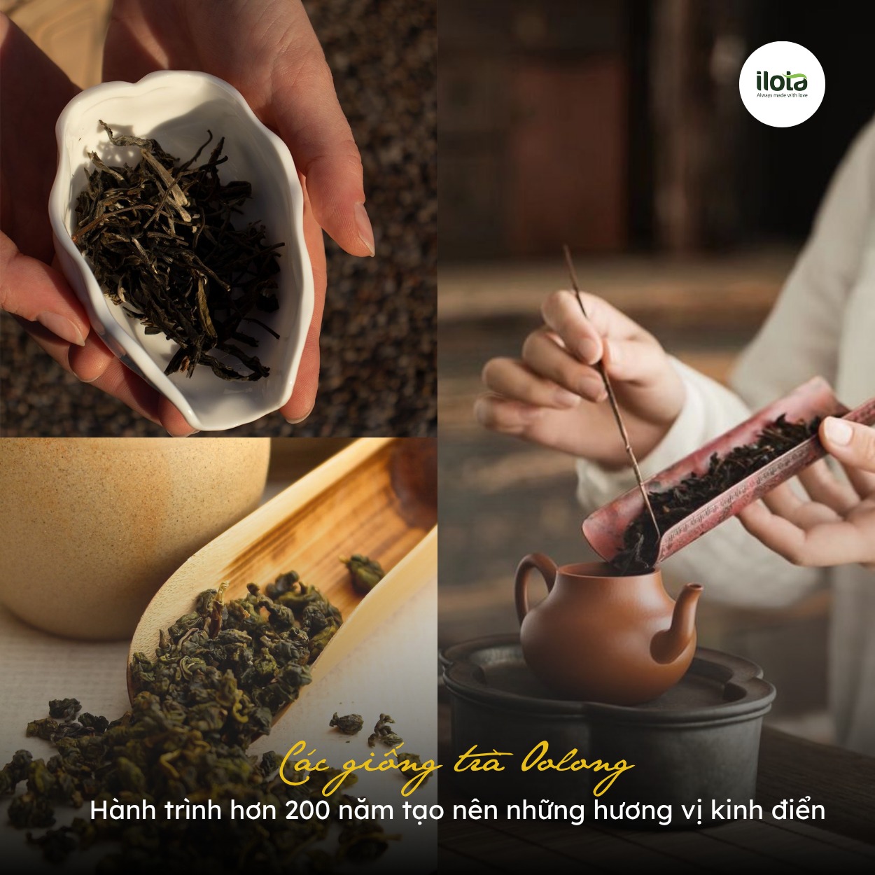 cac-giong-tra-oolong-kinh-dien