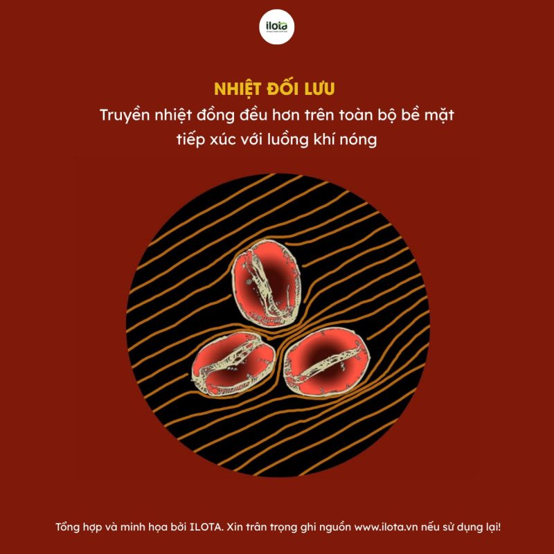 nhiet-truyen-dan-va-nhiet-doi-luu-trong-rang-ca-phe