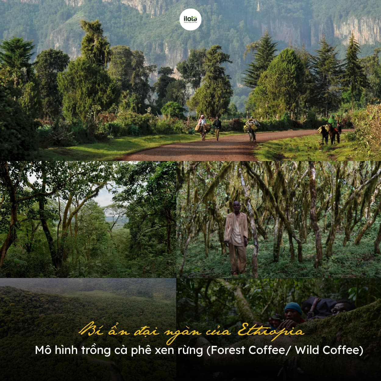 mo-hinh-trong-ca-phe-xen-rung-forest-coffee-ethiopia