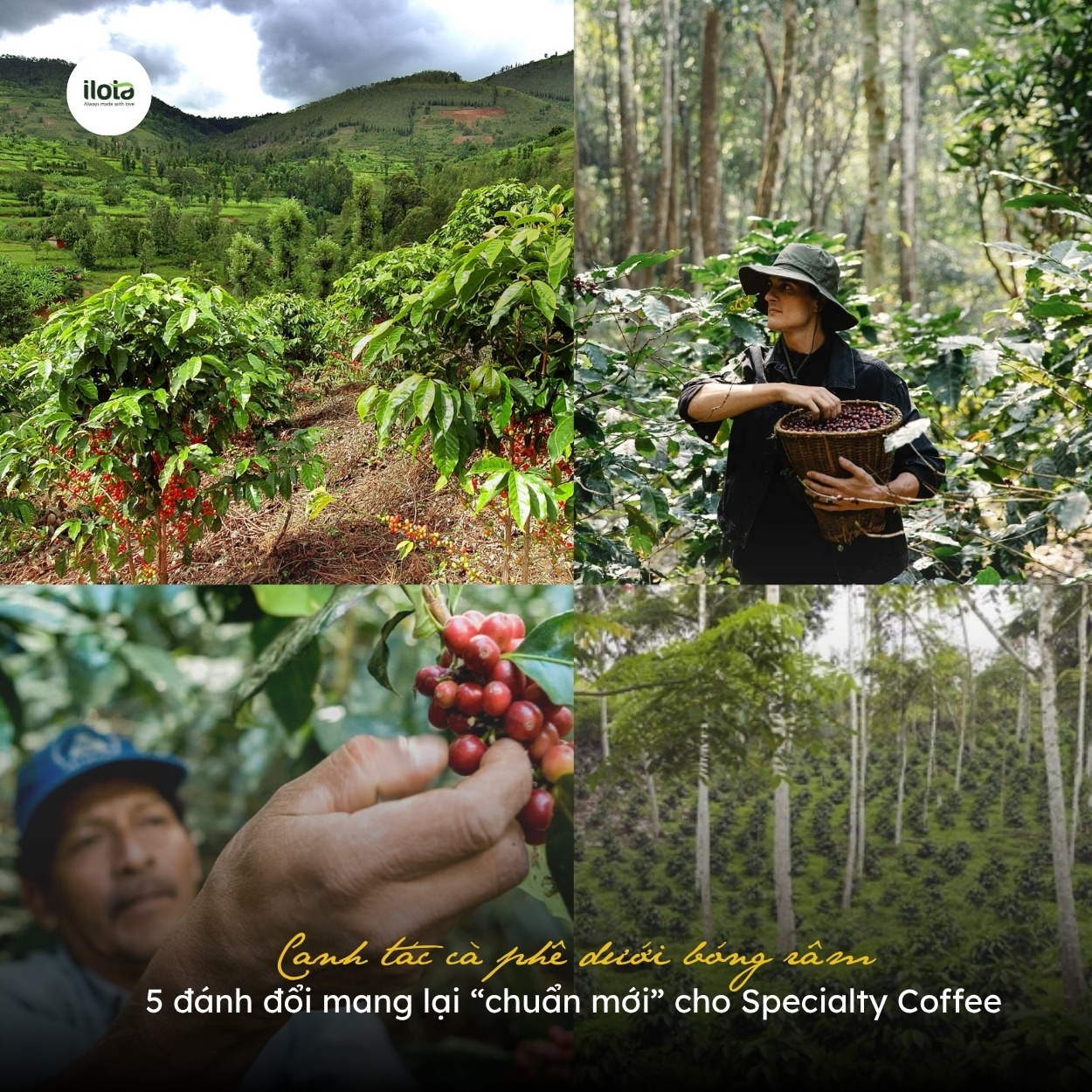 canh-tac-ca-phe-duoi-bong-ram