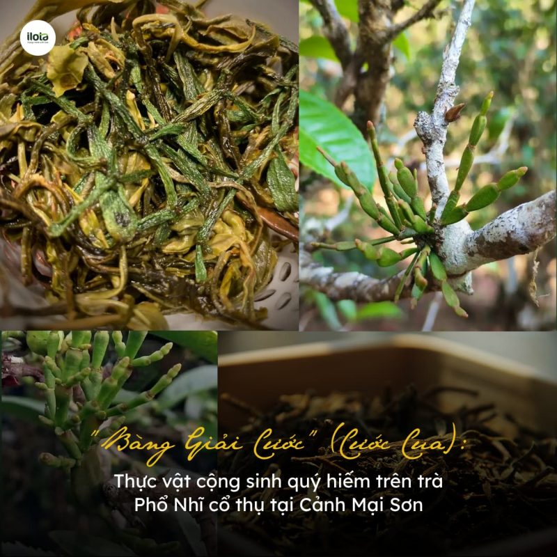 bang-giai-cuoc-thuc-vat-cong-sinh-tren-tra-pho-nhi