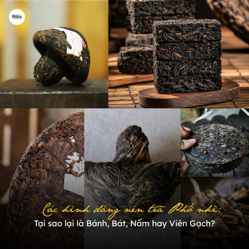 cac-hinh-dang-nen-tra-pho-nhi