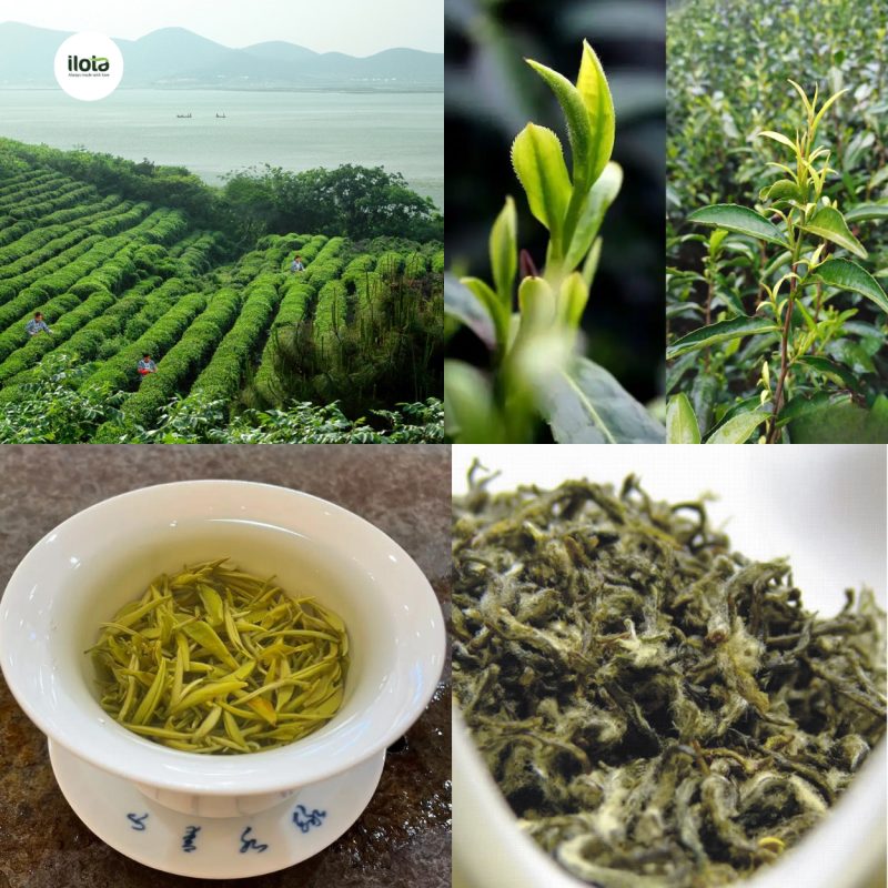 tra-dong-dinh-bich-loa-xuan