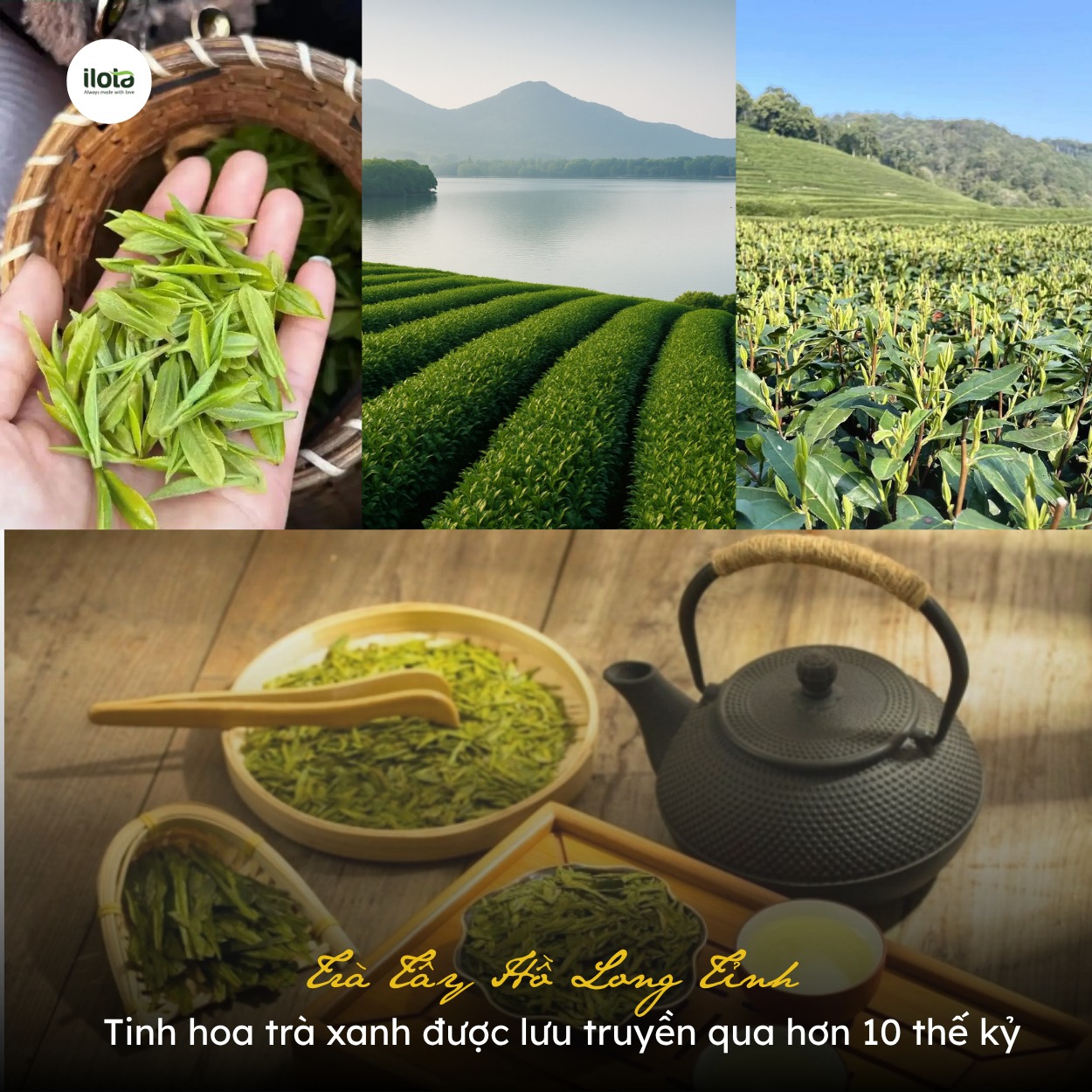 tra-tay-ho-long-tinh-tinh-hoa-tra-xanh