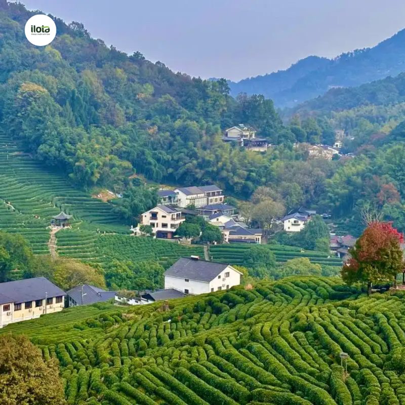 tra-tay-ho-long-tinh-tinh-hoa-tra-xanh