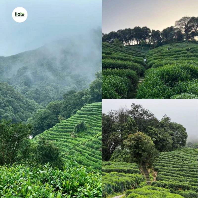 tra-tay-ho-long-tinh-tinh-hoa-tra-xanh