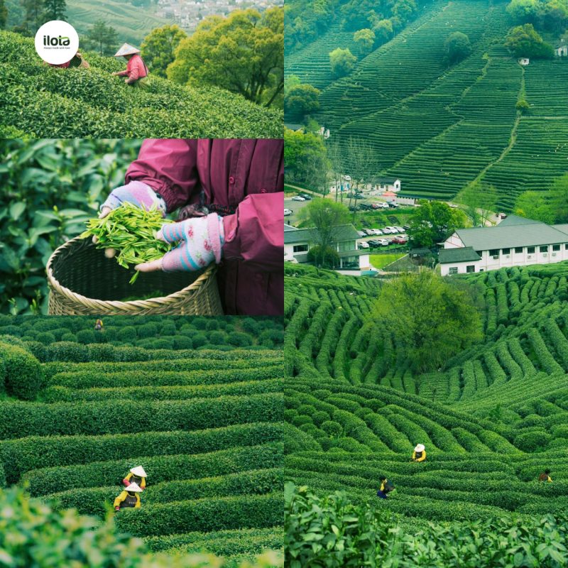 tra-tay-ho-long-tinh-tinh-hoa-tra-xanh