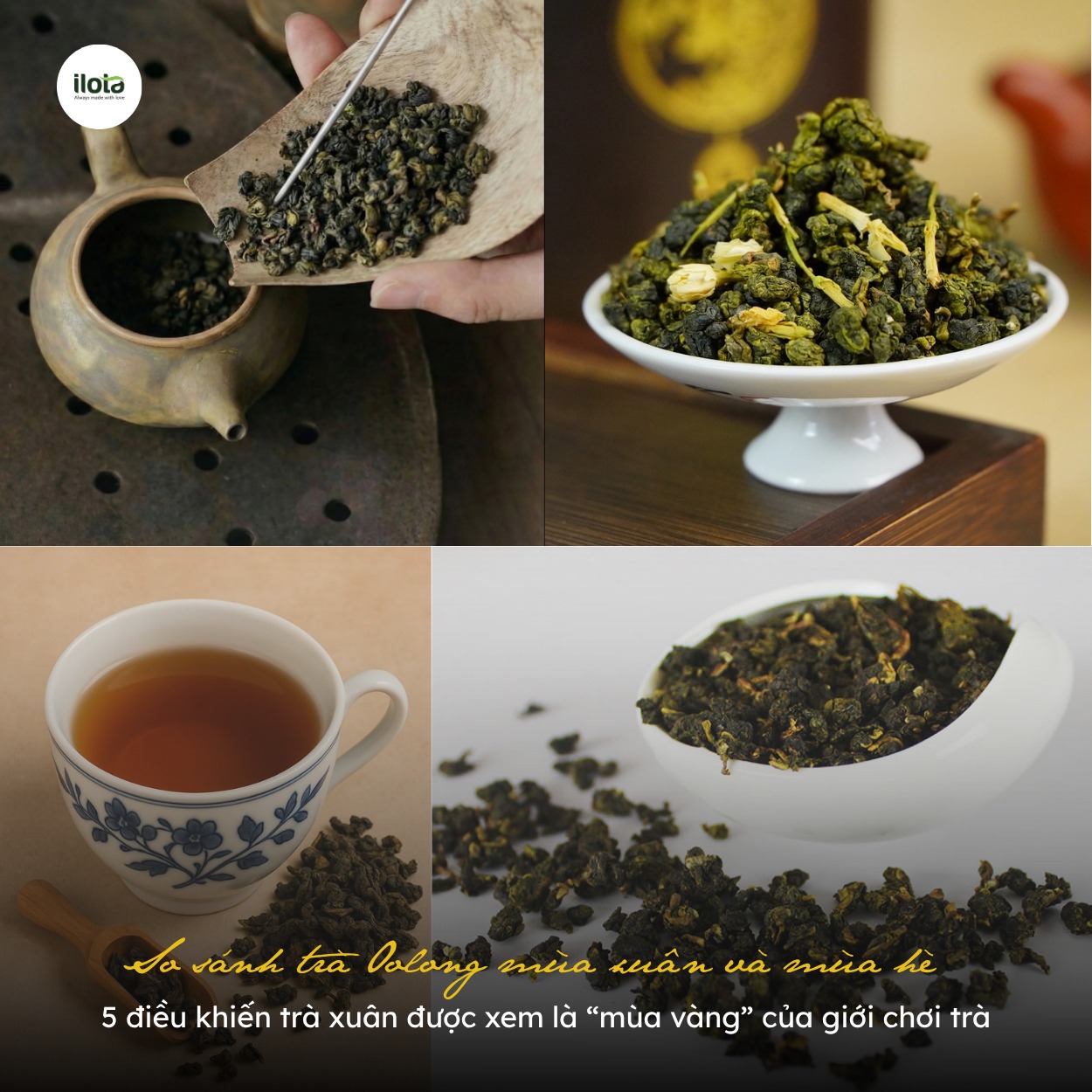 so-sanh-tra-oolong-mua-xuan-va-mua-he