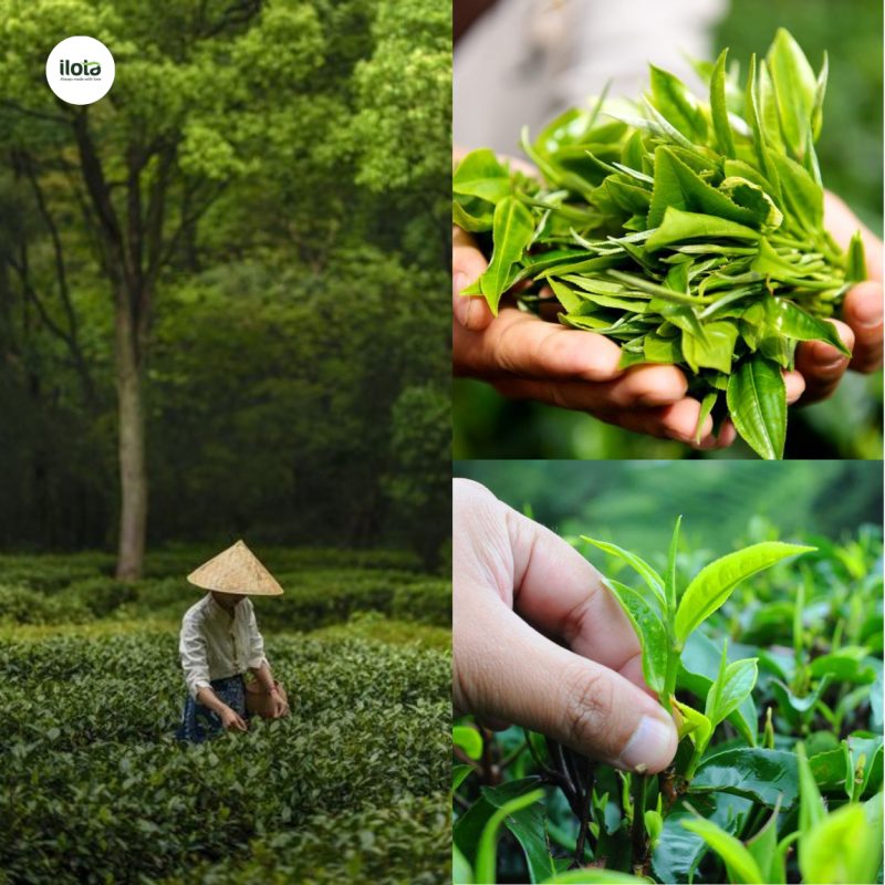 So sánh trà Oolong mùa xuân và mùa hè