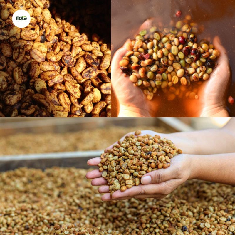 So sánh đồ thị rang hạt Honey và Washed