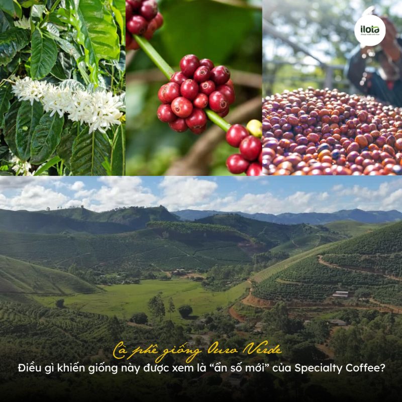 ca-phe-giong-ouro-verde