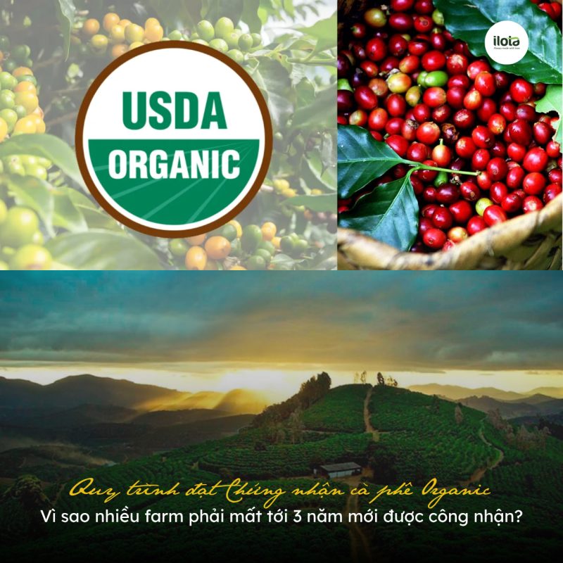 quy-trinh-dat-chung-nhan-ca-phe-organic