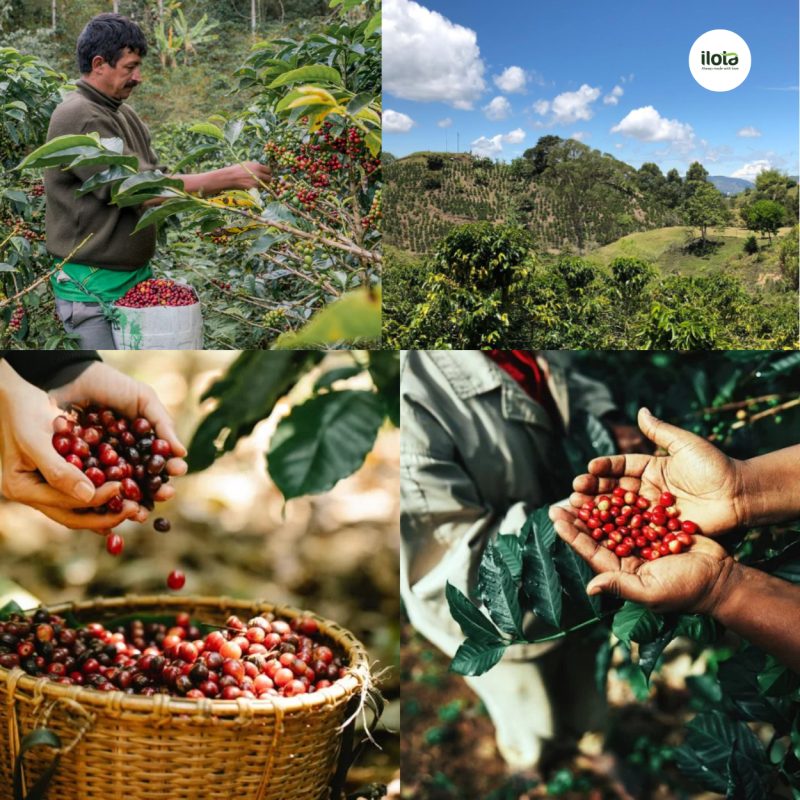 quy-trinh-dat-chung-nhan-ca-phe-organic