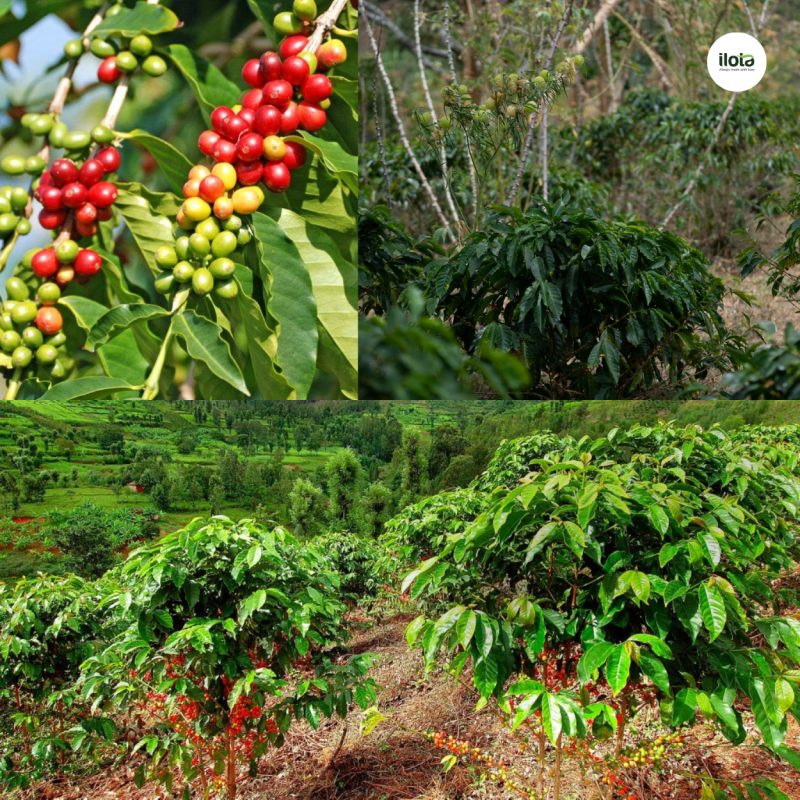 quy-trinh-dat-chung-nhan-ca-phe-organic