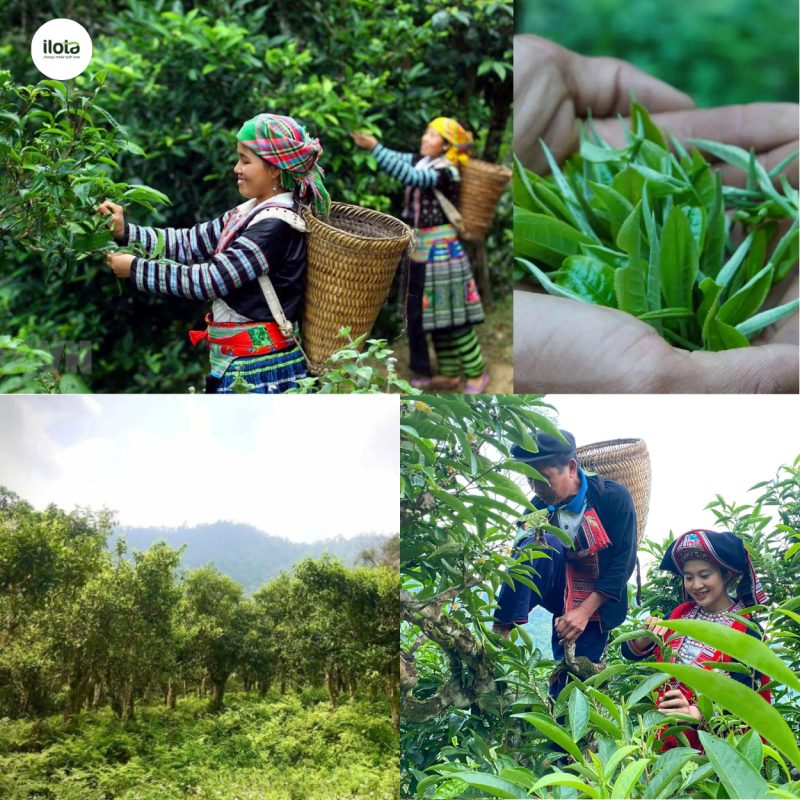 huong-vi-luc-tra-shan-tuyet-co-thu