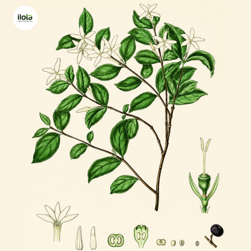ca-phe-travancorensis