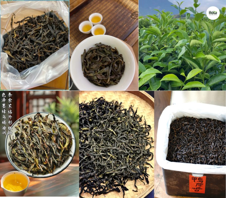 cac-giong-tra-oolong-kinh-dien