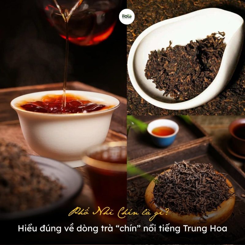 pho-nhi-chin-la-gi