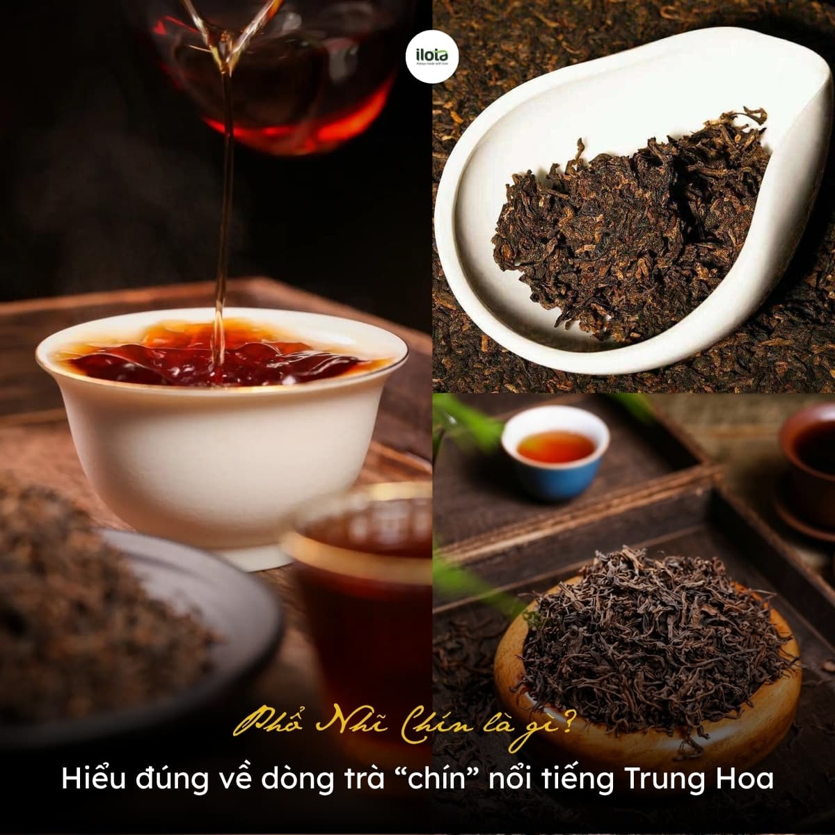 pho-nhi-chin-la-gi