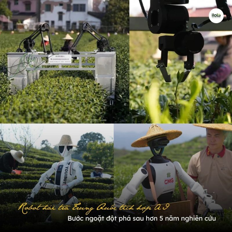 robot-hai-tra-trung-quoc