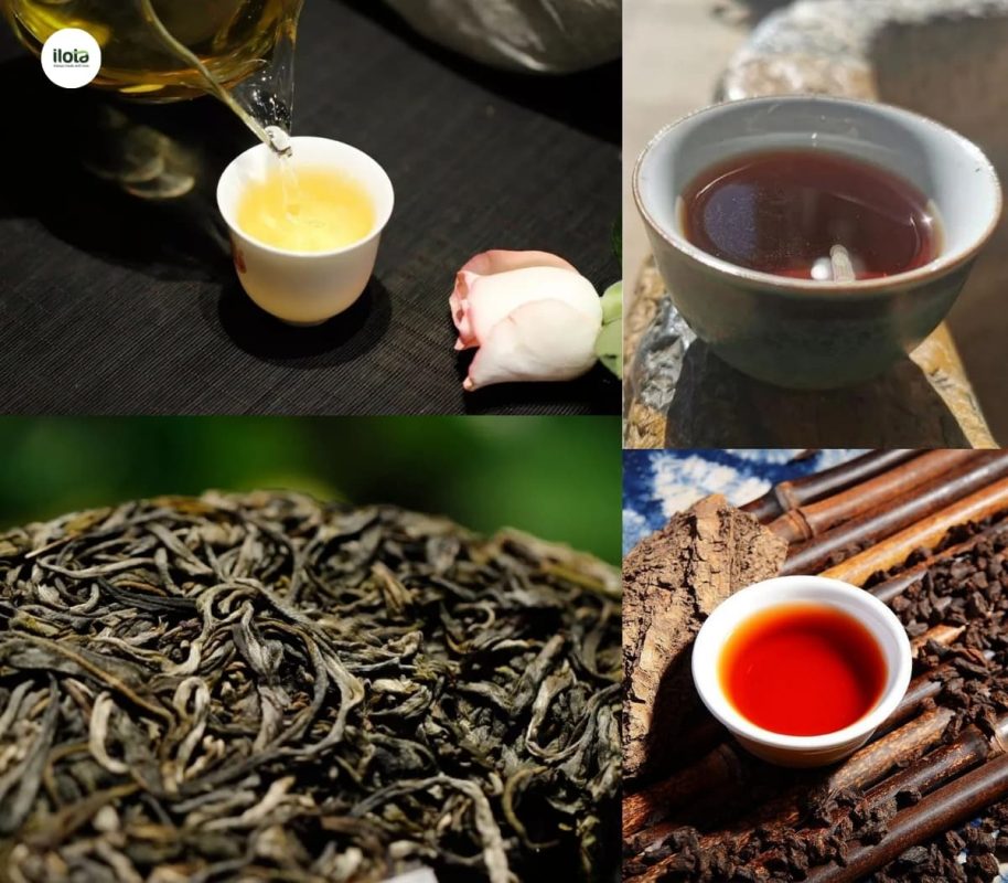 khai-niem-thuy-lo-cua-tra-pho-nhi