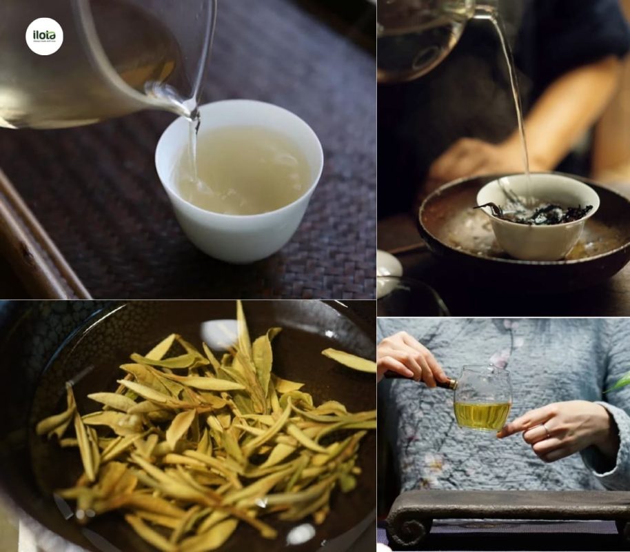 khai-niem-thuy-lo-cua-tra-pho-nhi