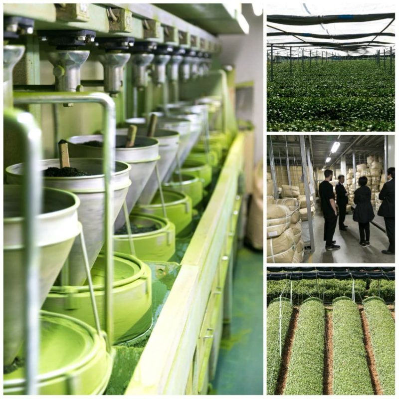 phan-tich-tinh-trang-khan-hiem-matcha-toan-cau