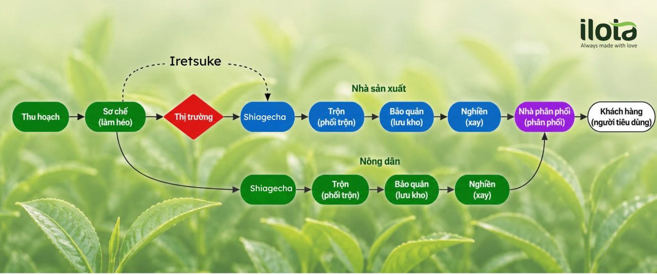 phan-tich-tinh-trang-khan-hiem-matcha-toan-cau