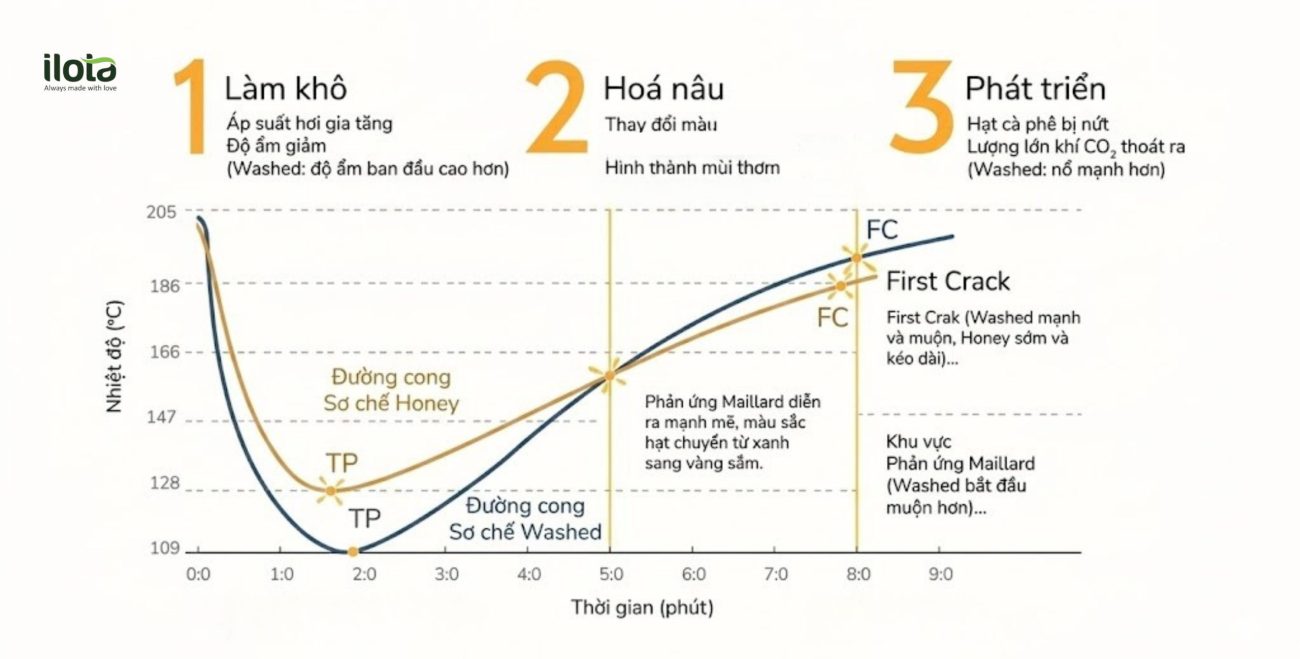 So sánh đồ thị rang hạt Honey và Washed