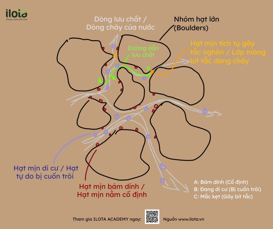 hoi-chung-di-cu-hat-min-fines-migration-espresso