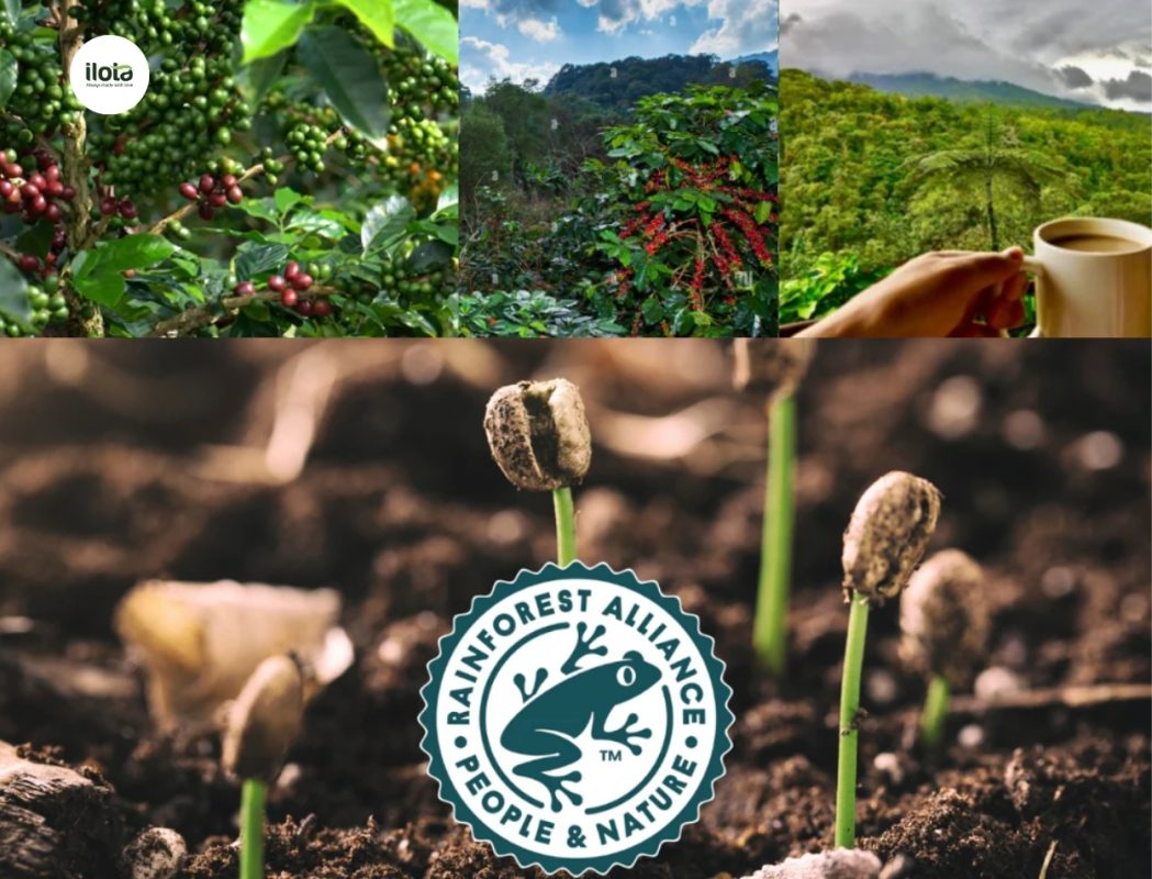 quy-trinh-chung-nhan-rainforest-alliance