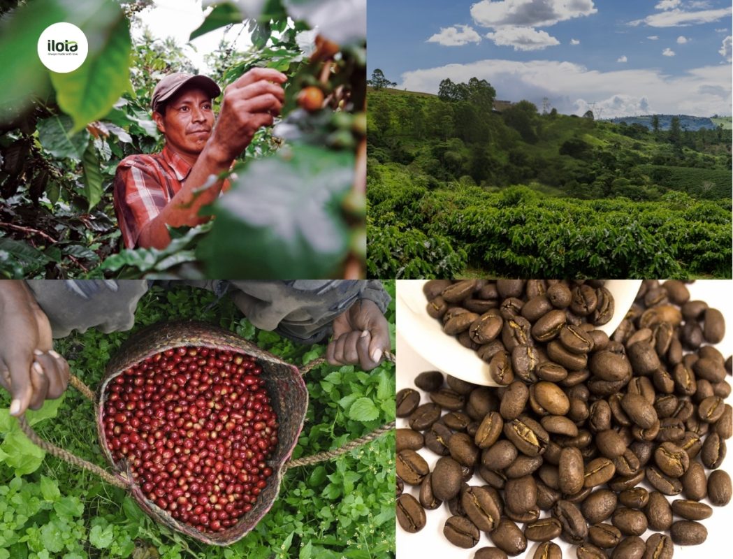 quy-trinh-chung-nhan-rainforest-alliance
