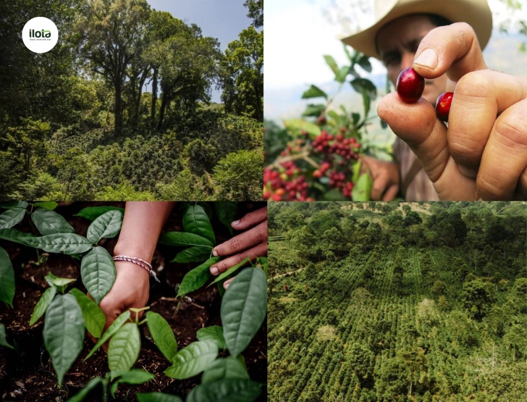 quy-trinh-chung-nhan-rainforest-alliance