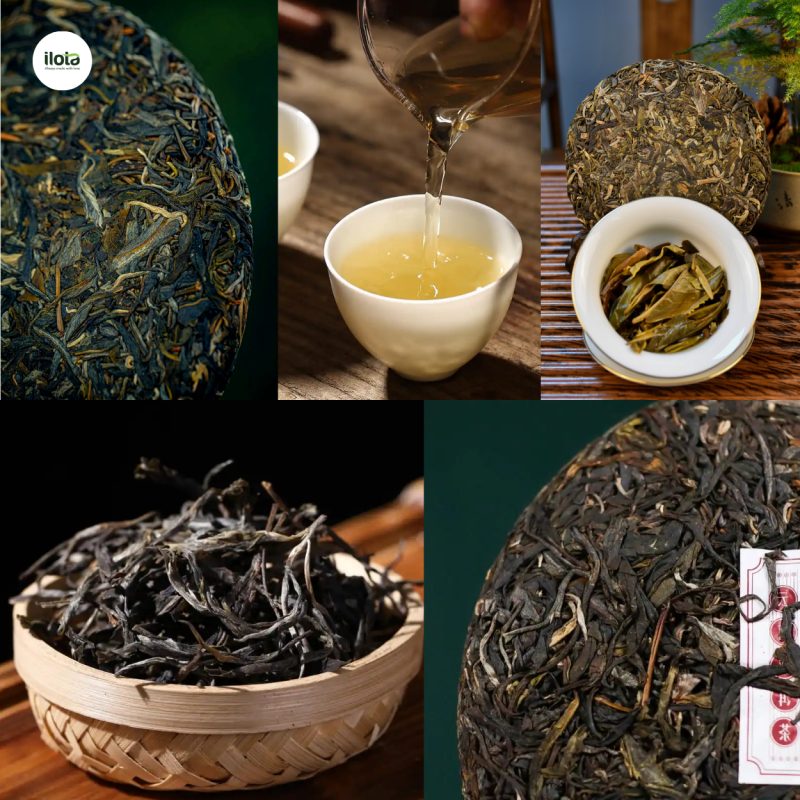 cac-mon-pha-duoc-tu-tra-pho-nhi
