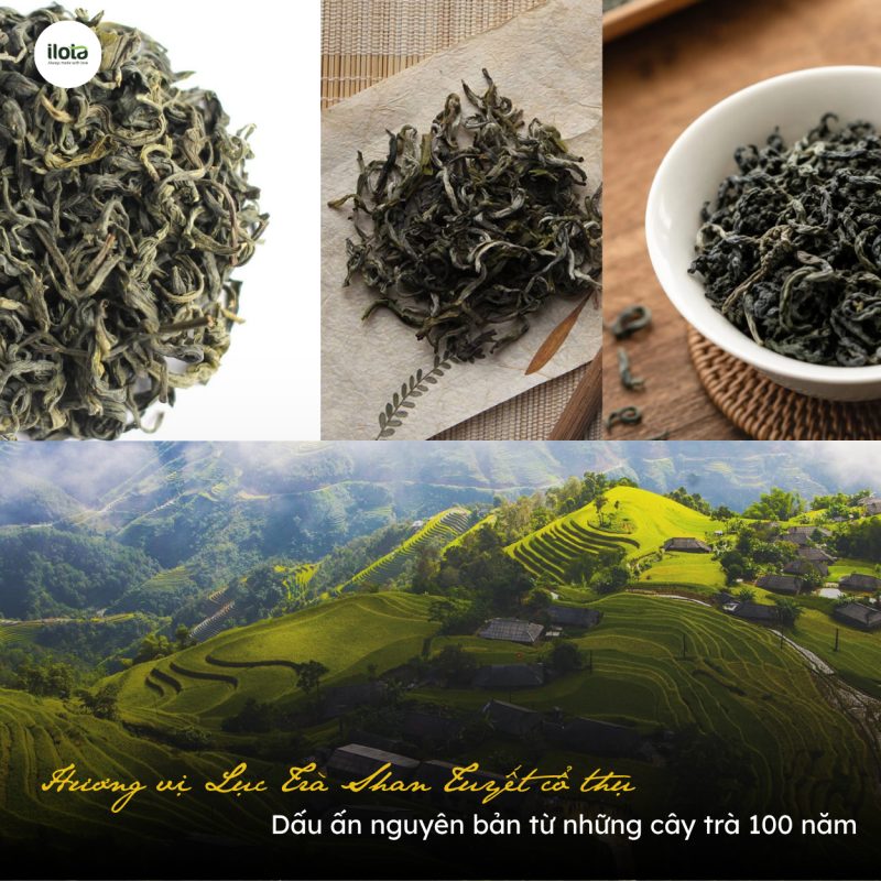 huong-vi-luc-tra-shan-tuyet-co-thu