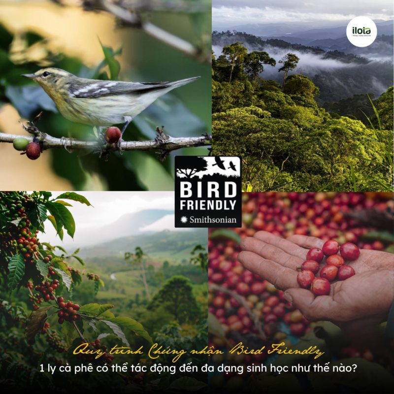 quy-trinh-chung-nhan-bird-friendly