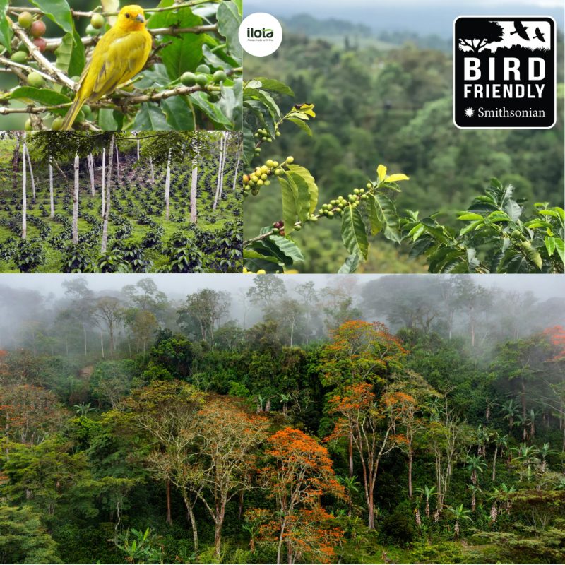 quy-trinh-chung-nhan-bird-friendly