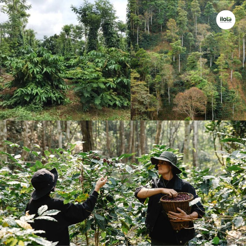 quy-trinh-chung-nhan-bird-friendly