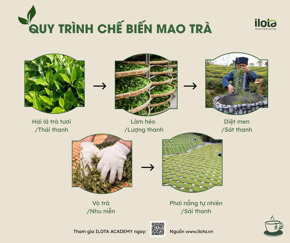 mao-tra-la-gi-hanh-trinh-tu-tra-tuoi-den-tra-pho-nhi