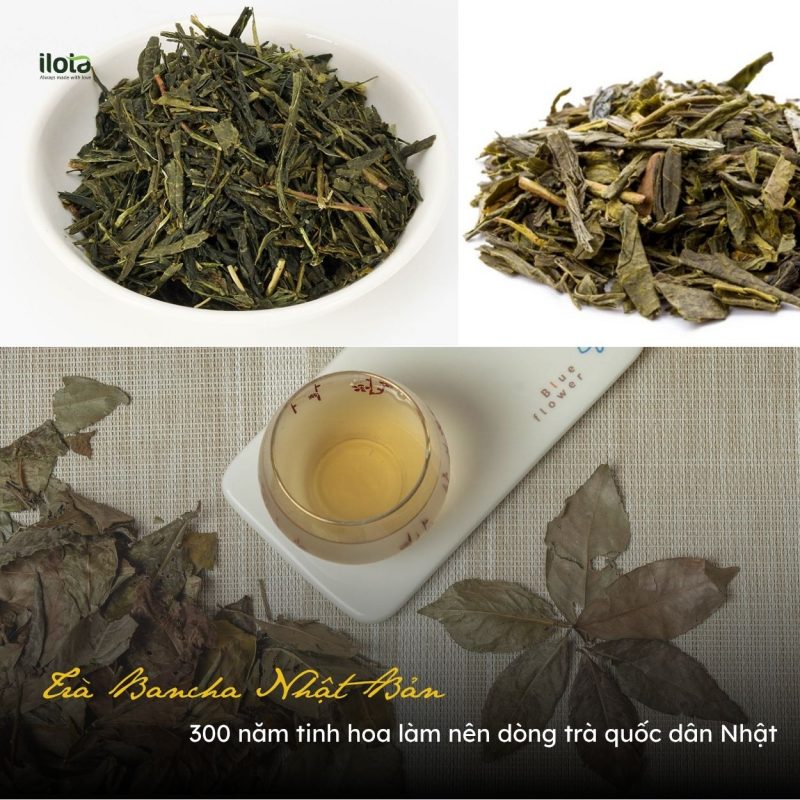 tra-bancha-nhat-ban