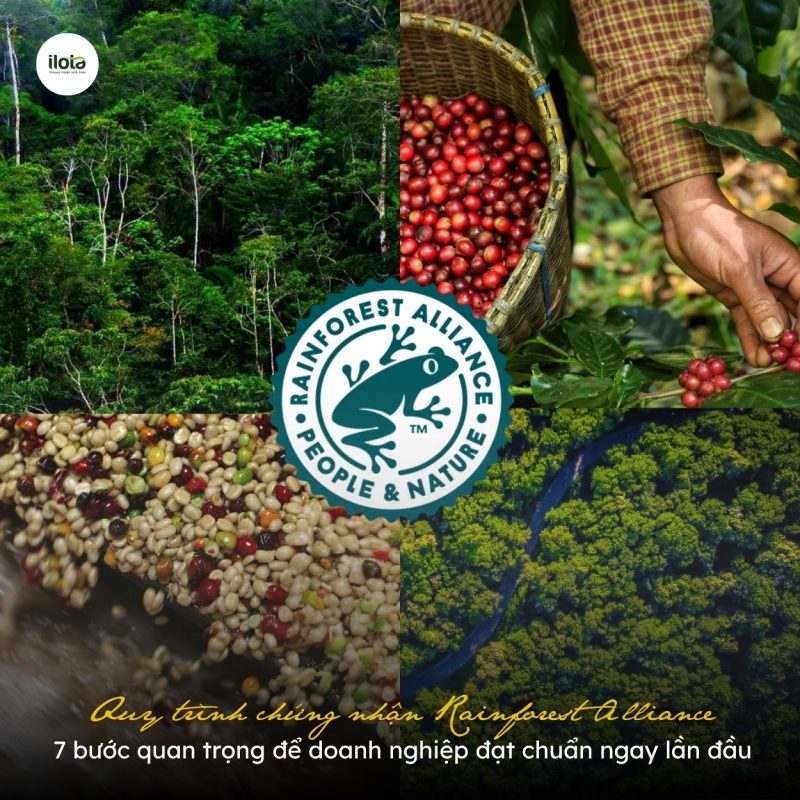 quy-trinh-chung-nhan-rainforest-alliance