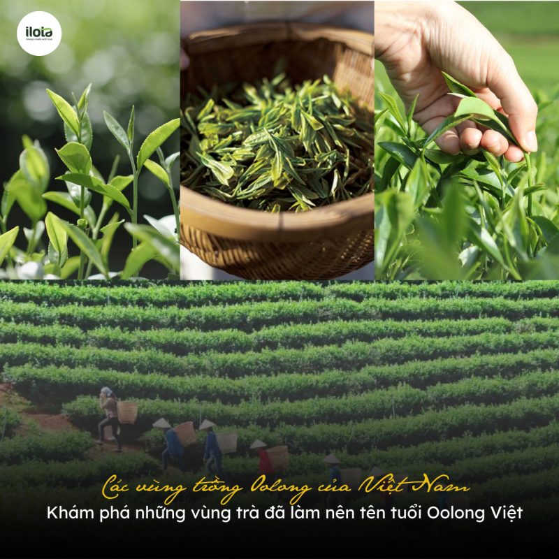 cac-vung-trong-oolong-cua-viet-nam