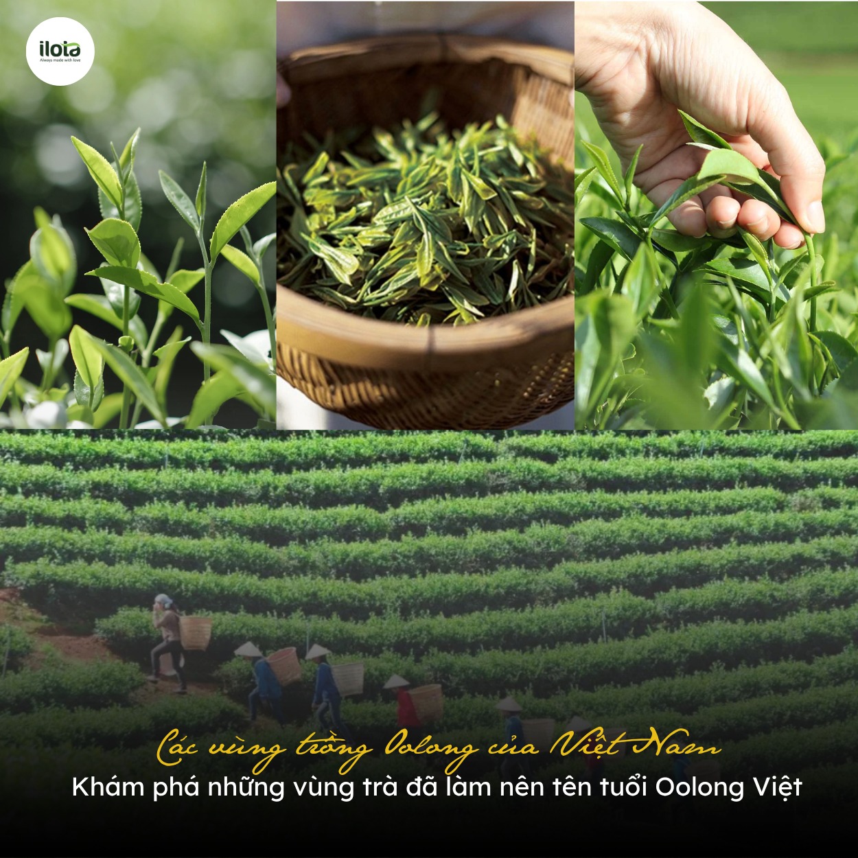cac-vung-trong-oolong-cua-viet-nam
