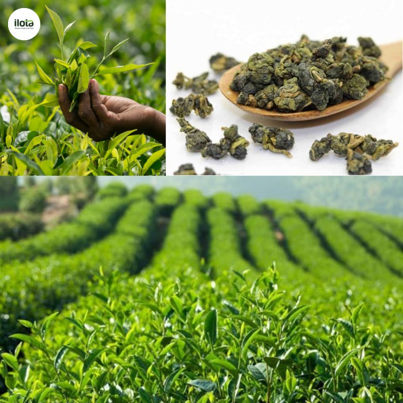 cac-vung-trong-oolong-cua-viet-nam