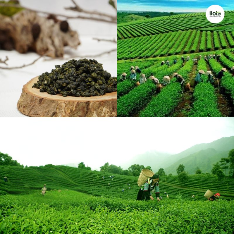 cac-vung-trong-oolong-cua-viet-nam