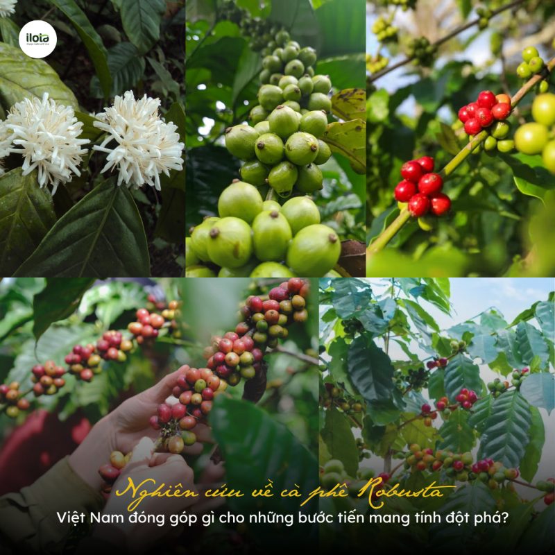 nghien-cuu-ve-ca-phe-robusta-viet-nam